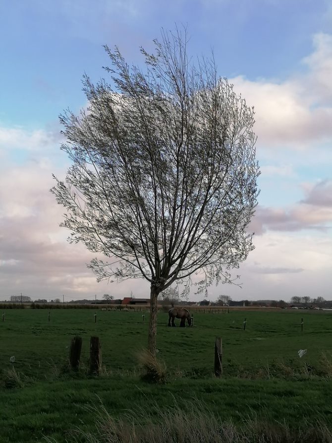 Landschapstuin